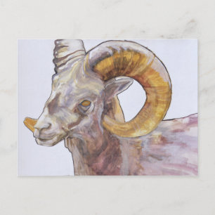American Long Horn 2004 Postcard