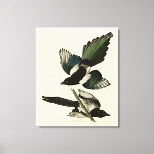 American Magpie from Audubon's Birds of America Canvas Print