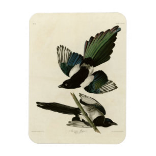 American Magpie from Audubon's Birds of America Magnet