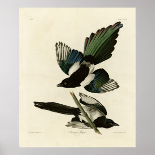 American Magpie from Audubon's Birds of America Poster