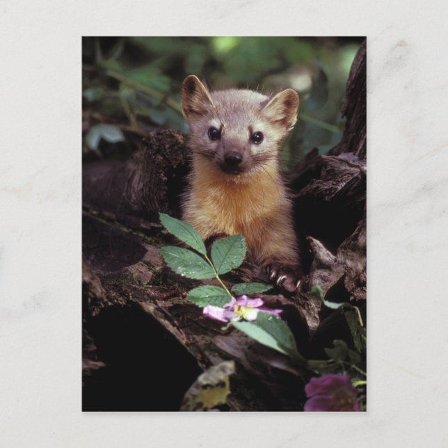 American Marten Postcard (Front)