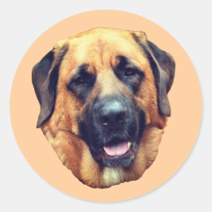 American Mastiff Dog  Classic Round Sticker