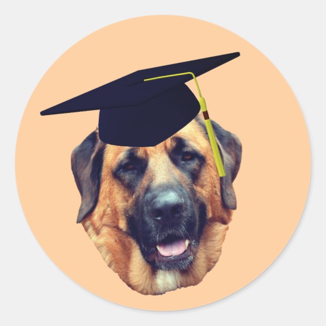 American  Mastiff Dog Graduation Cap Classic Round Sticker (Front)