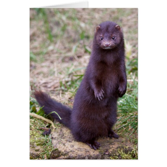 American Mink Card (Front)