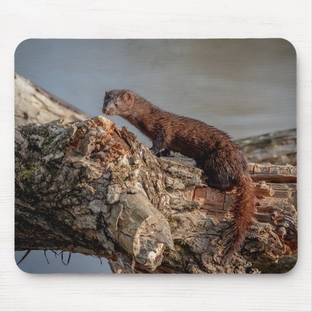 American Mink Mouse Mat (Front)