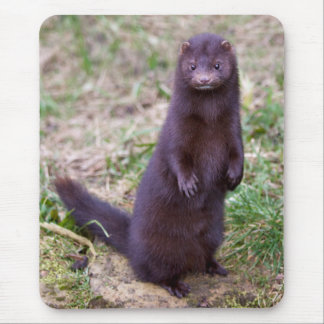 American Mink Mousemat