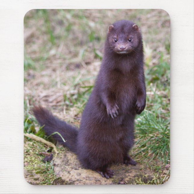 American Mink Mousemat (Front)