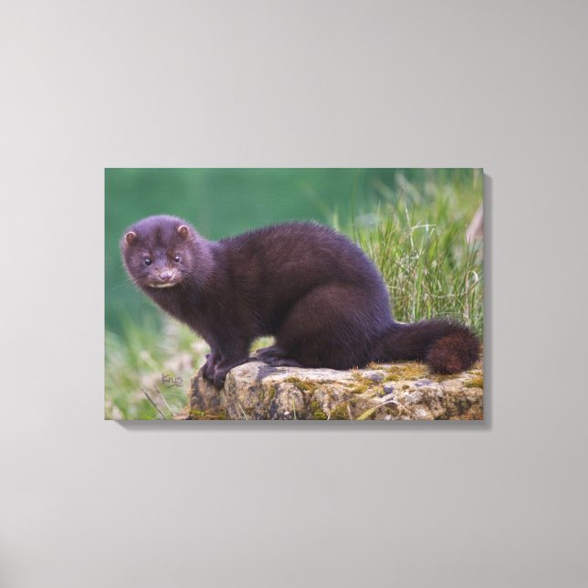 American Mink Wrapped Canvas (Front)