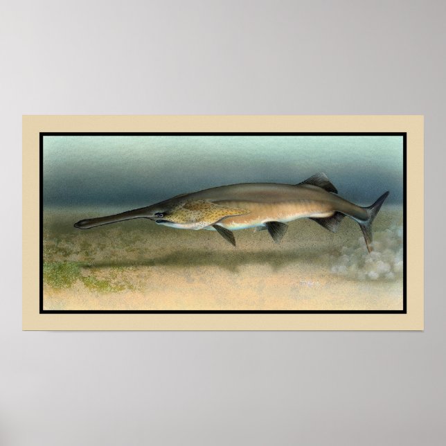 American (Mississippi) Paddlefish Poster (Front)