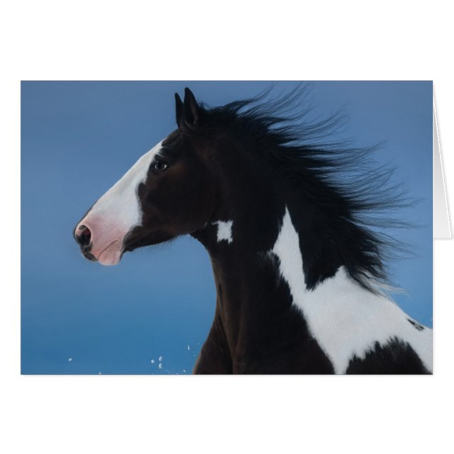 American paint horse (Front Horizontal)