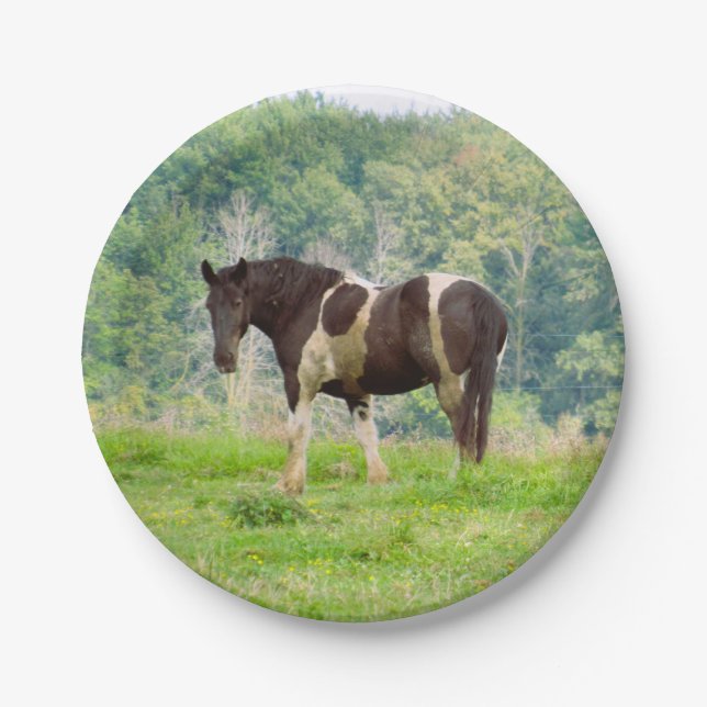 American Painted Horse in a Field  Paper Plate (Front)