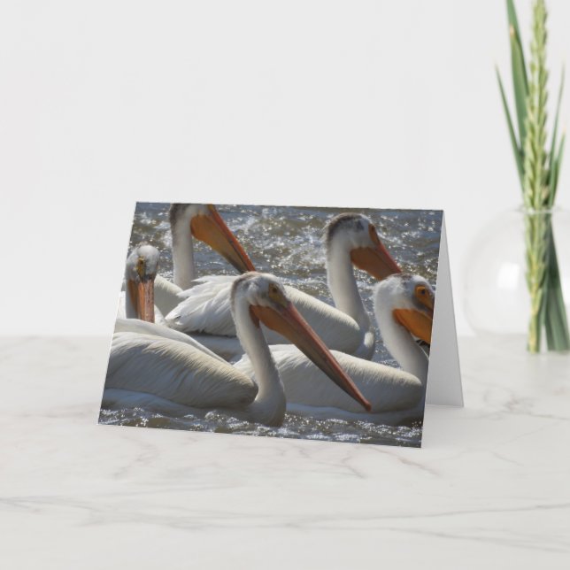 American Pelicans Photography Blank Card (Front)