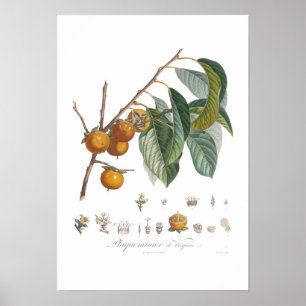 American persimmon poster