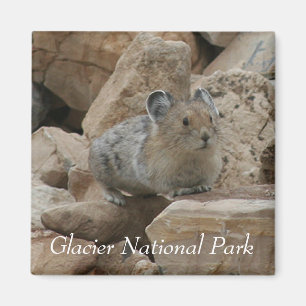 American Pika, Glacier National Park Magnet