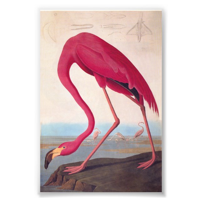 American Pink Flamingo Audubon Vintage Bookplate Photo Print (Front)
