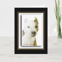 American Pit Bull Terrier