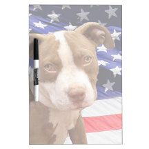 American Pitbull puppy