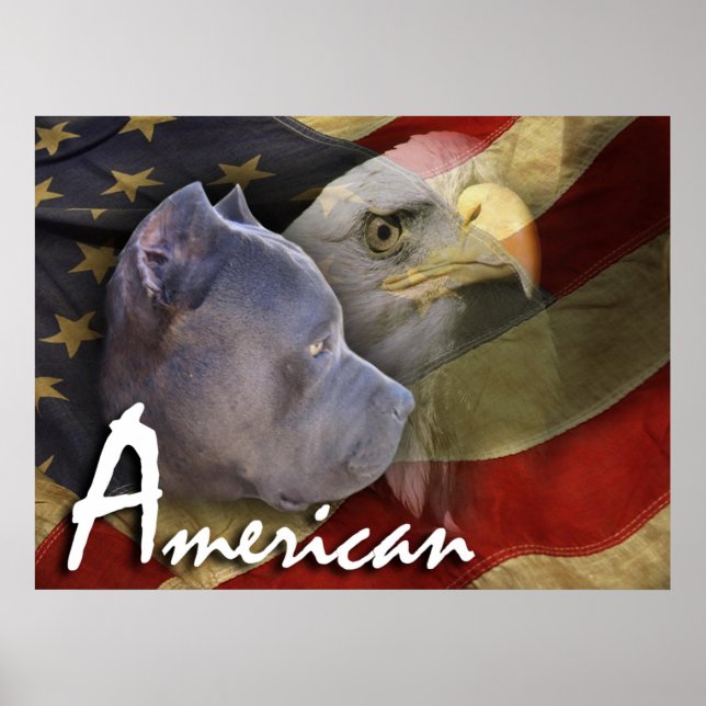 American Pitbull Terrier Dog, Flag, Bald Eagle Poster (Front)