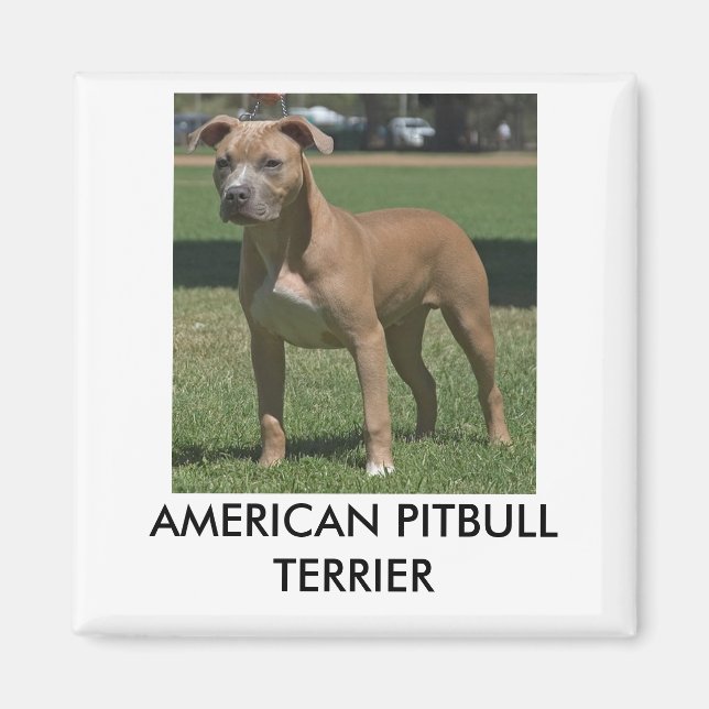 American Pitbull Terrier Magnet (Front)