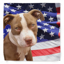 clothes for american bully