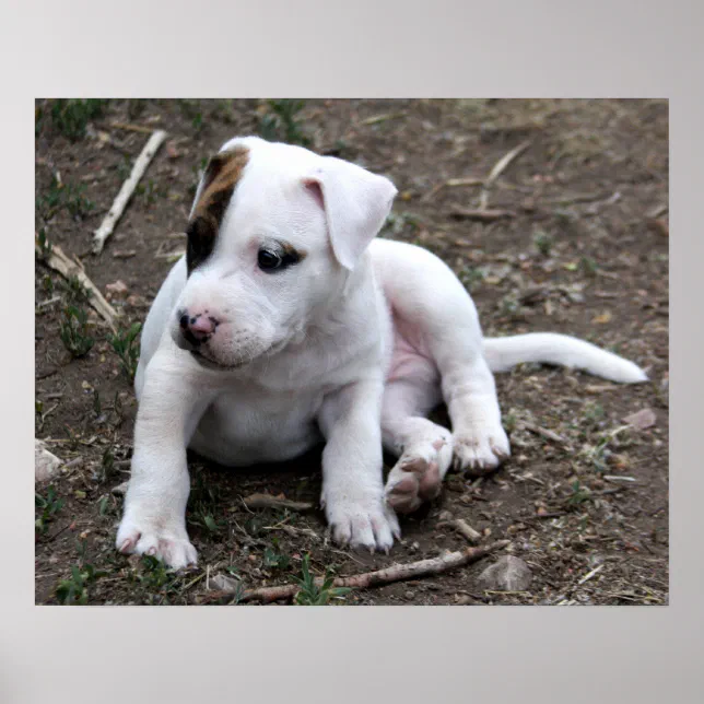 American PItbull Terrier Puppy Dog Poster Zazzle