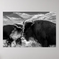 American Plains Bison