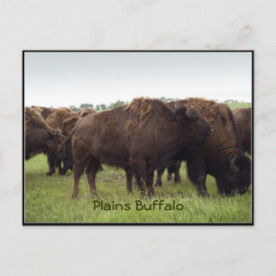 American Plains Buffalo Bison Postcards