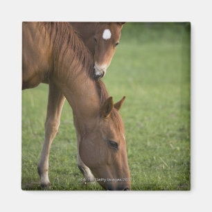American Quarter horse mare and colt in field at Magnet