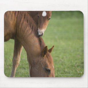 American Quarter horse mare and colt in field at Mouse Mat