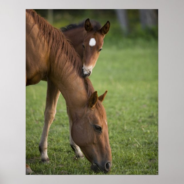 American Quarter horse mare and colt in field at Poster (Front)