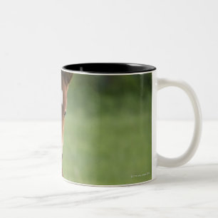 American Quarter horse mare and colt in field Two-Tone Coffee Mug