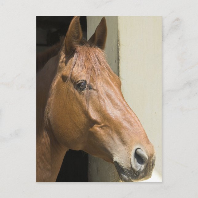 American Quarter Horse Postcard (Front)