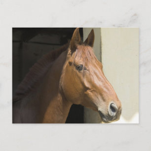 American Quarter Horse Postcard