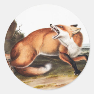 American Red Fox (Vulpes Fulvus) Illustration Classic Round Sticker