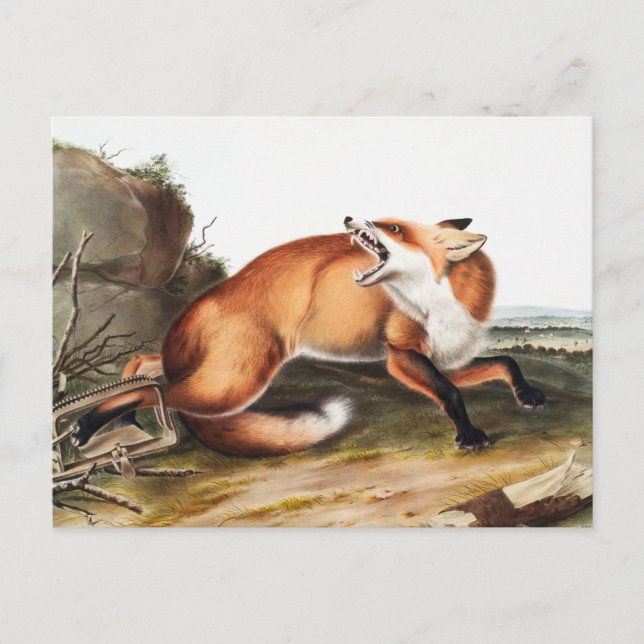 American Red Fox (Vulpes Fulvus) Illustration Postcard (Front)