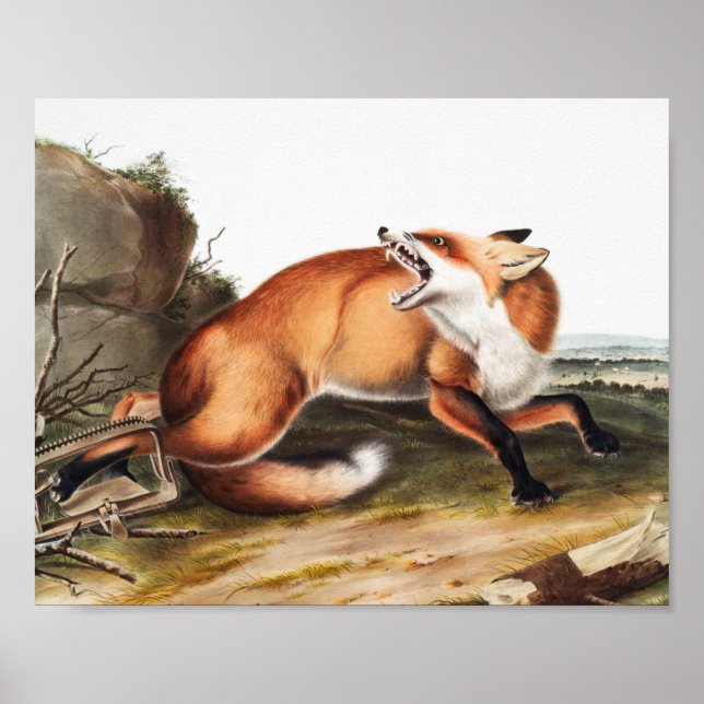 American Red Fox (Vulpes Fulvus) Illustration Poster (Front)