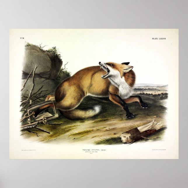 American Red Fox, Vulpes vulpes fulvus by Audubon Poster (Front)