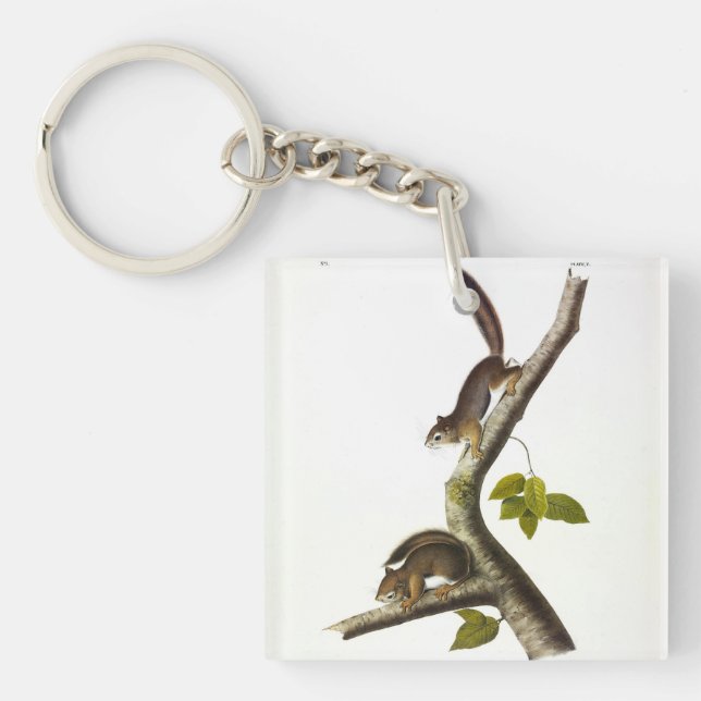American Red Squirrel (Richardson's Columbian) Key Ring (Front)
