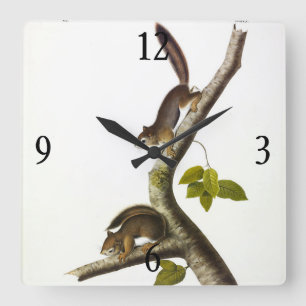 American Red Squirrel (Richardson's Columbian) Square Wall Clock