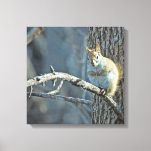 American Red Squirrel - Wildlife Photography Canvas Print