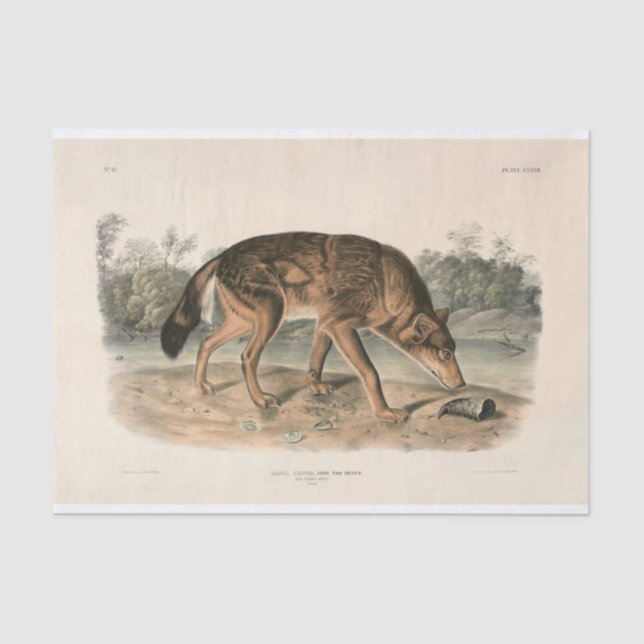 American Red Texan Wolf (Canis lupus) Decoupage Tissue Paper (Front)