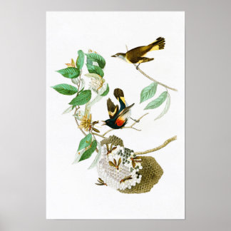 American Redstart John James Audubon Birds America Poster