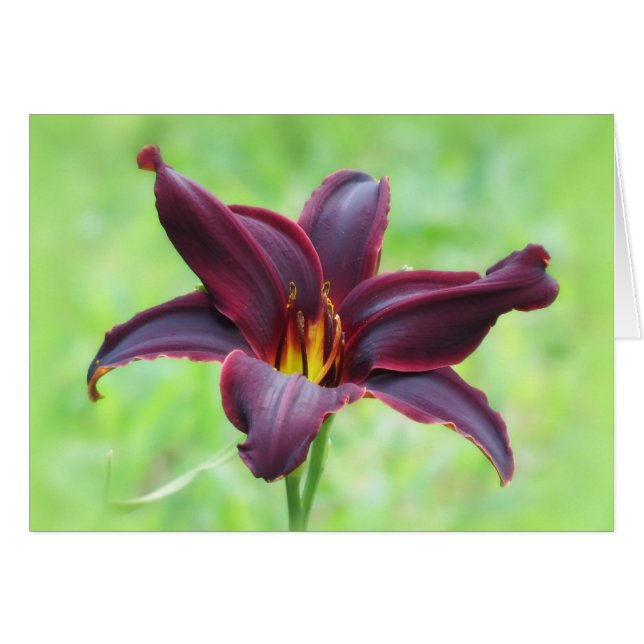 American Revolution Daylily (Front Horizontal)