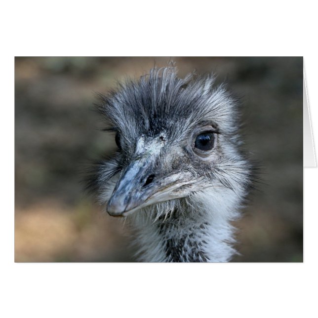 American Rhea Portrait (Front Horizontal)