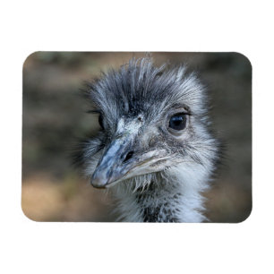 American Rhea Portrait Magnet