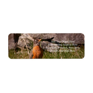 American Robin