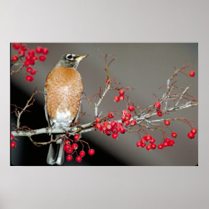 American Robin and Red Berries Poster