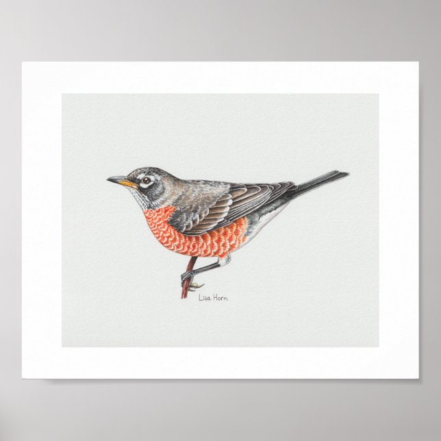 American Robin Art Print (Front)