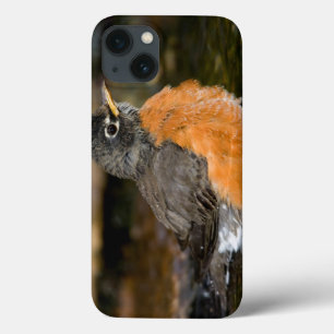 American Robin bathing 2 iPhone 13 Case