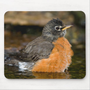 American Robin bathing 2 Mouse Mat